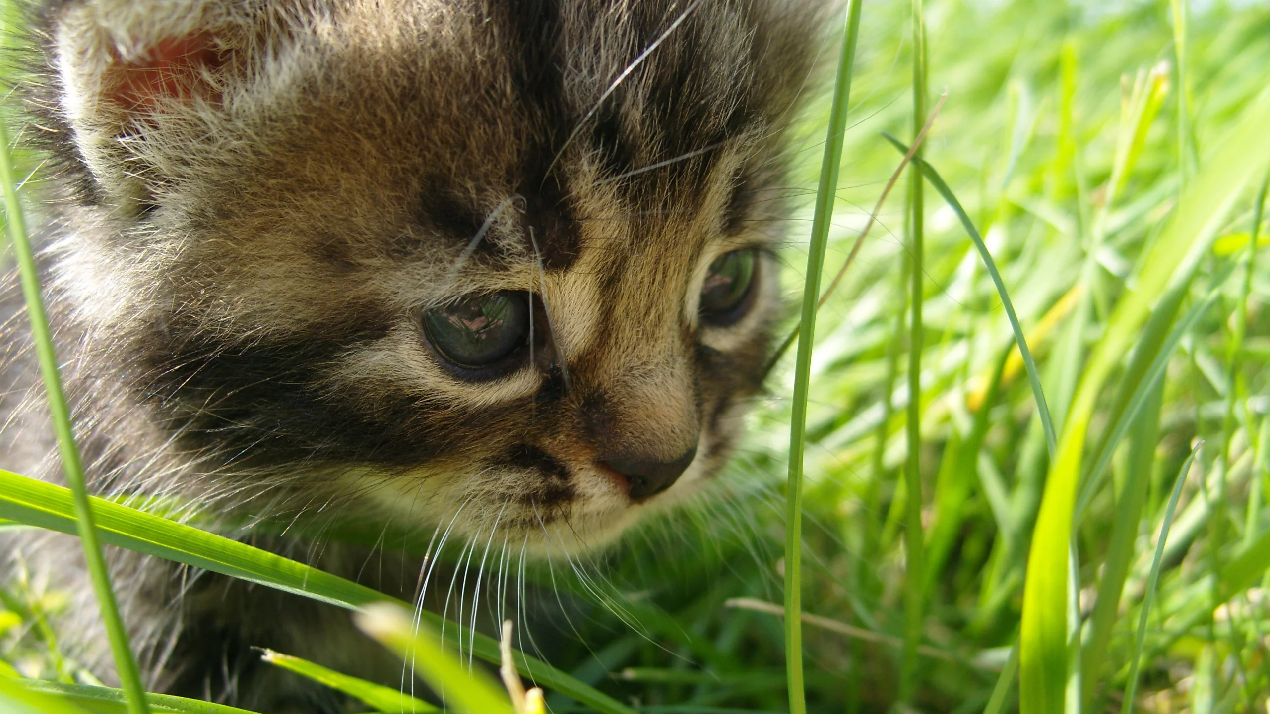 котёнок, лето, прогулка, прелесть, трава, природа