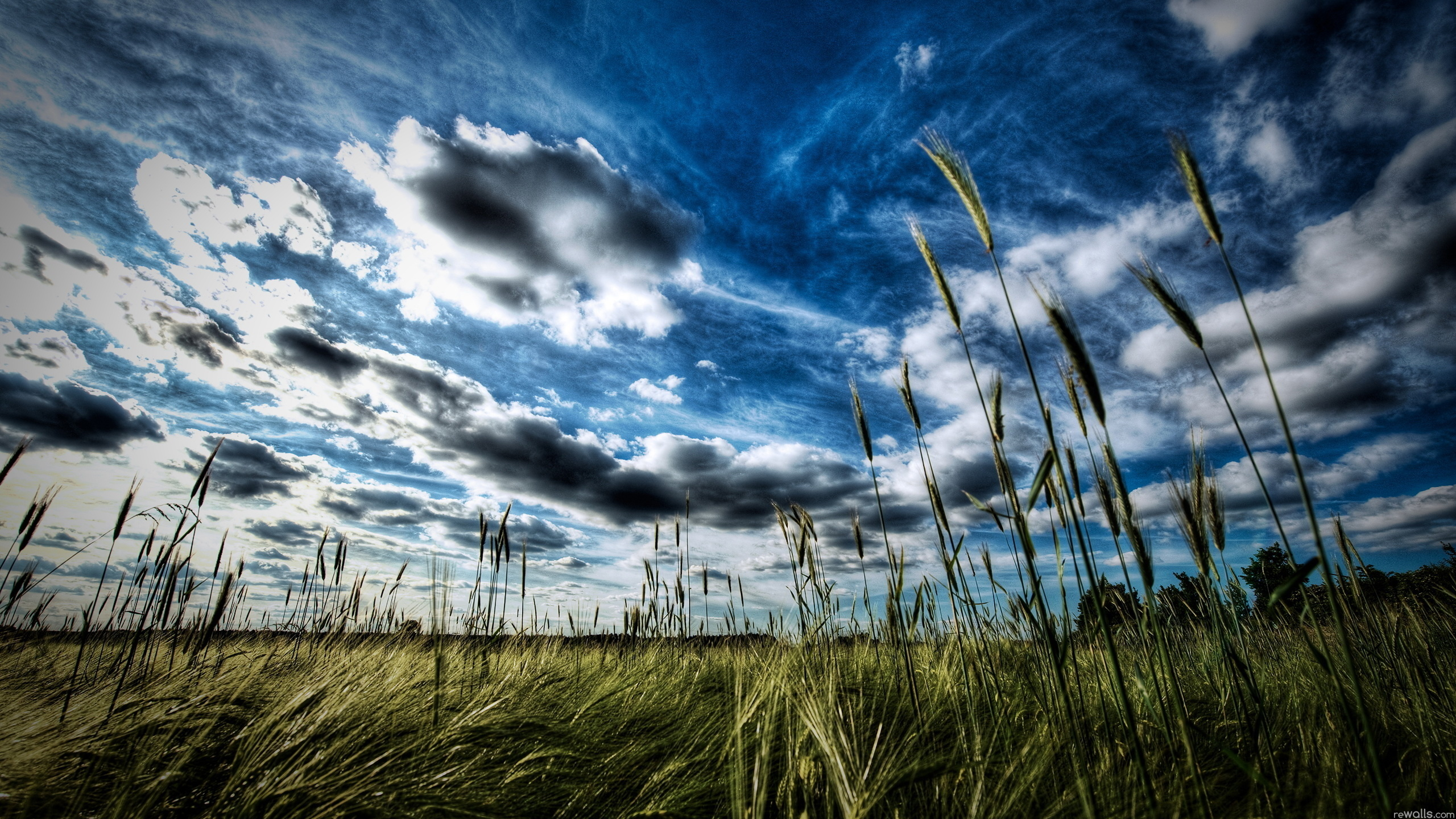 колоски, облака, трава, небо