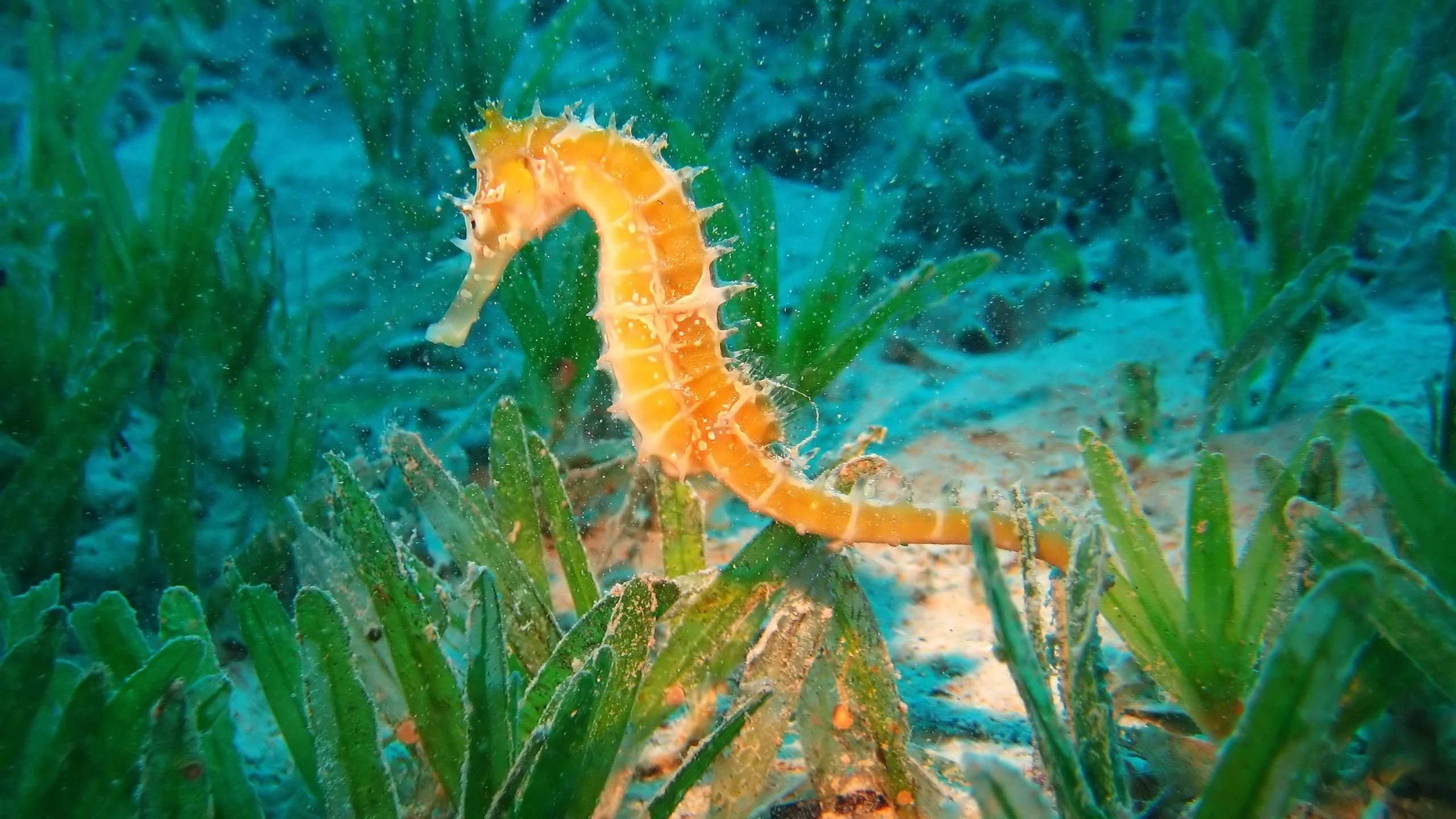 море, природа