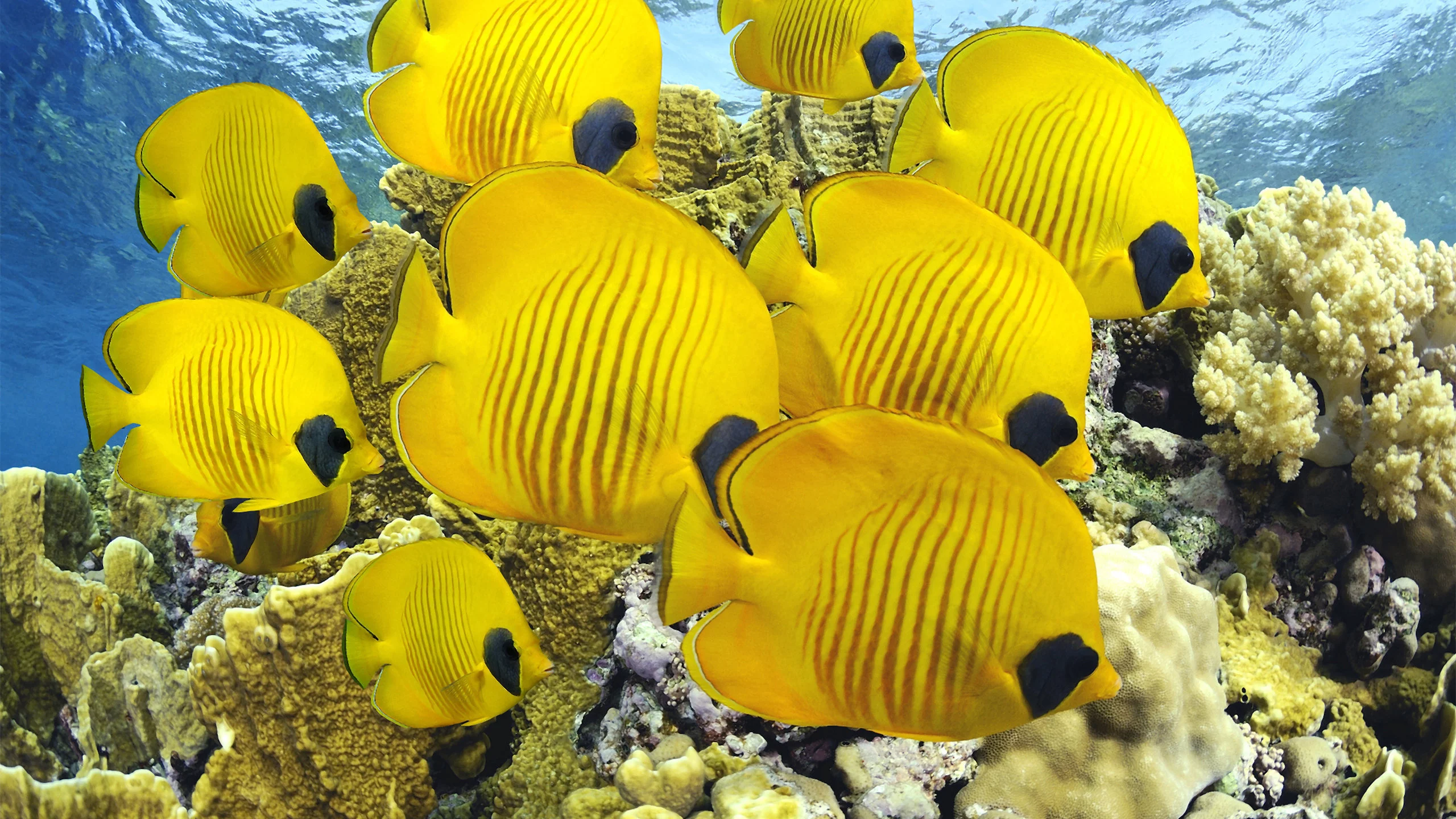 кораллы, море, рыбки, океан