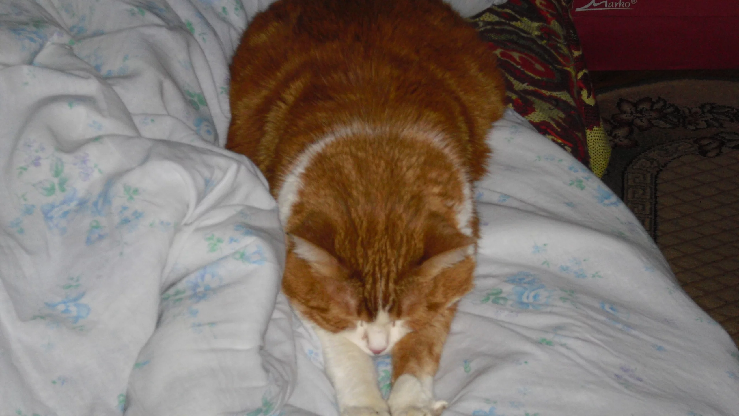 рыжий, кот, спит