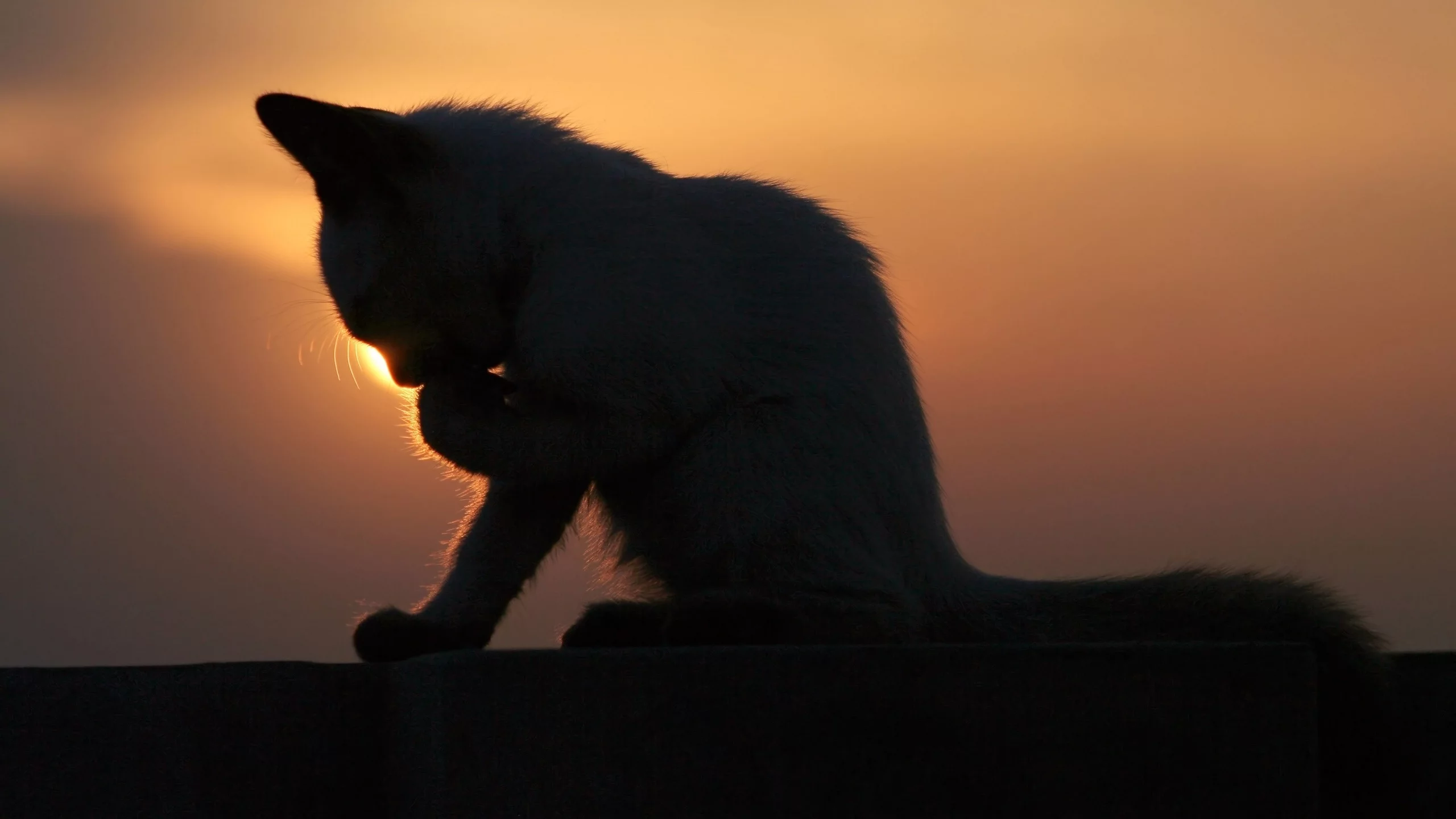 котенок, умывается, закат