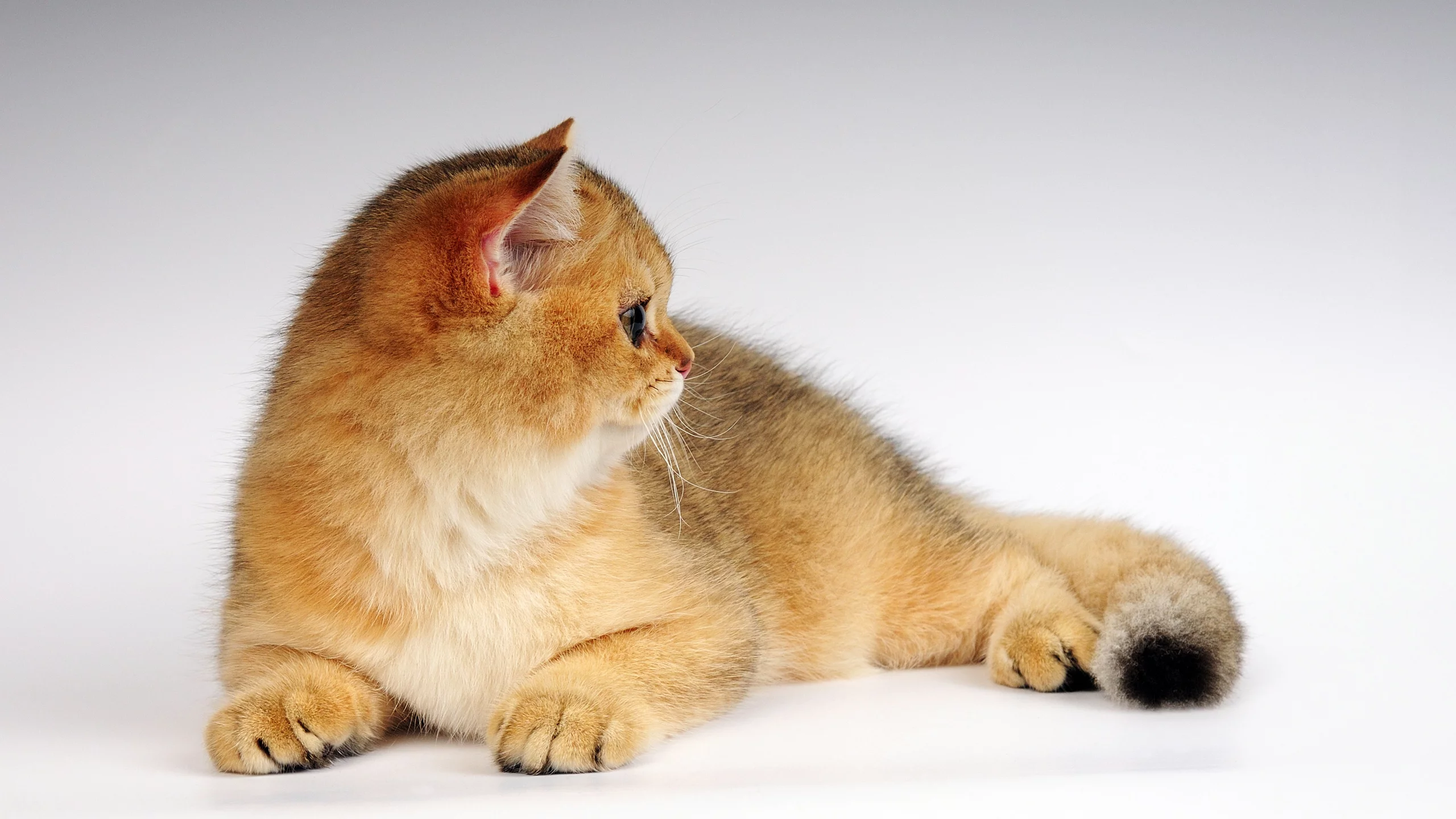 котенок, рыжик, кот