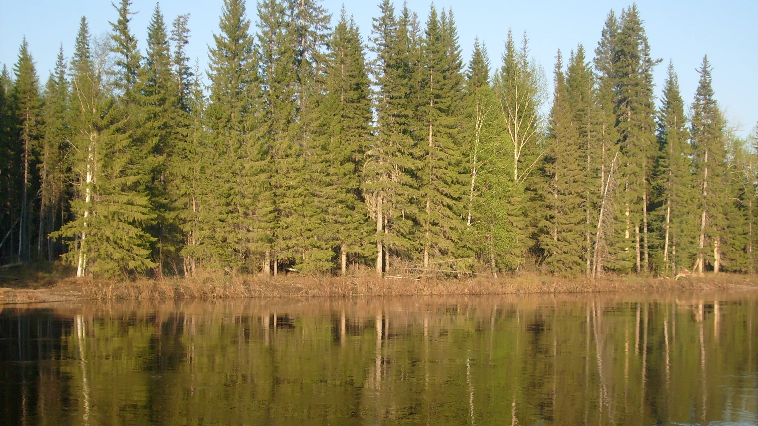 гладь, река, лес