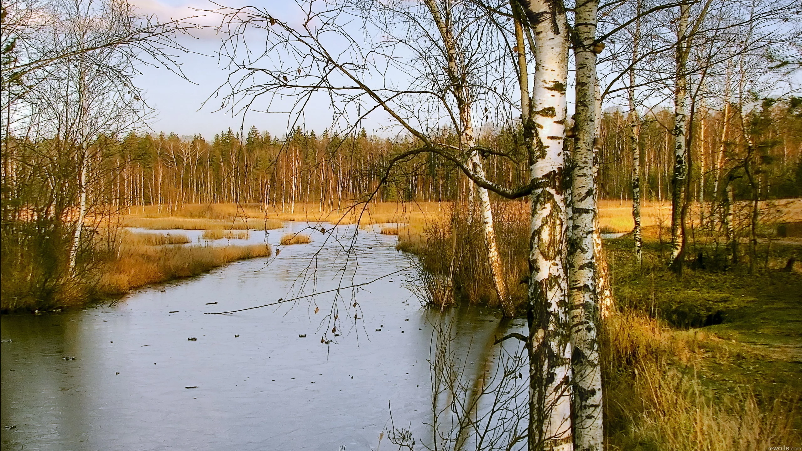 берёзы, природа, река, лес