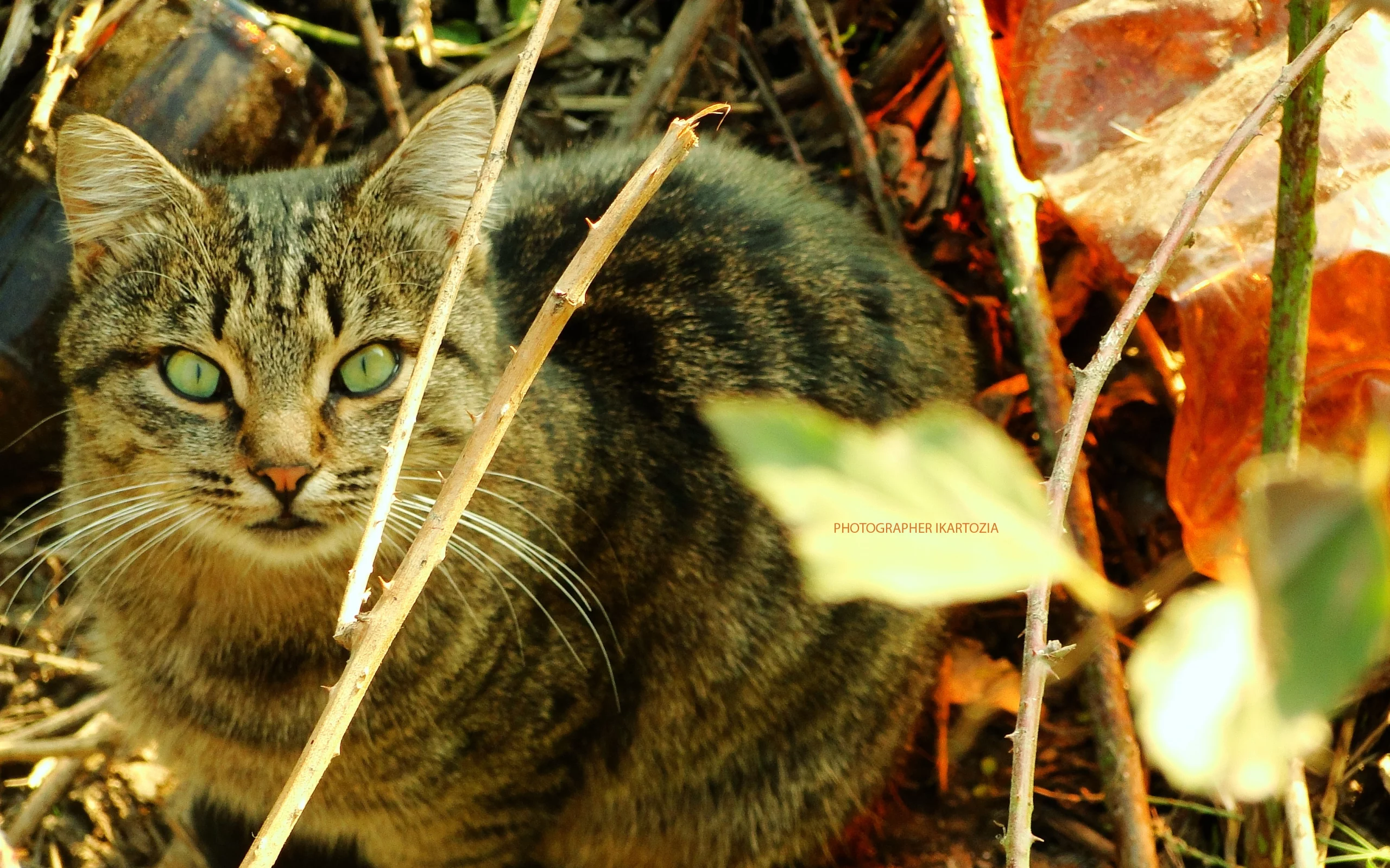 кошка, животное, Beatiful, Cat