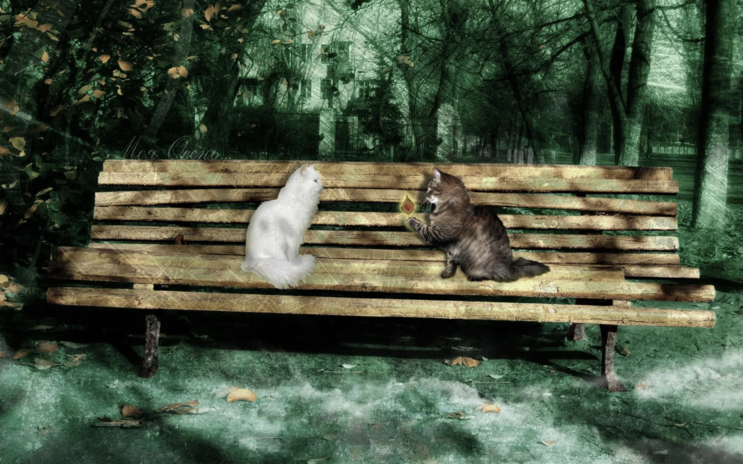 любовь, осень, скамейка, кот, кошка, скамья