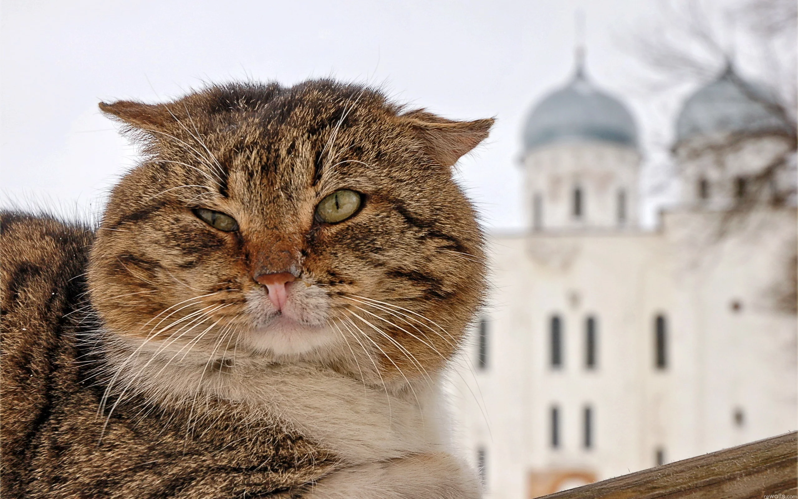 кот, портрет, морда
