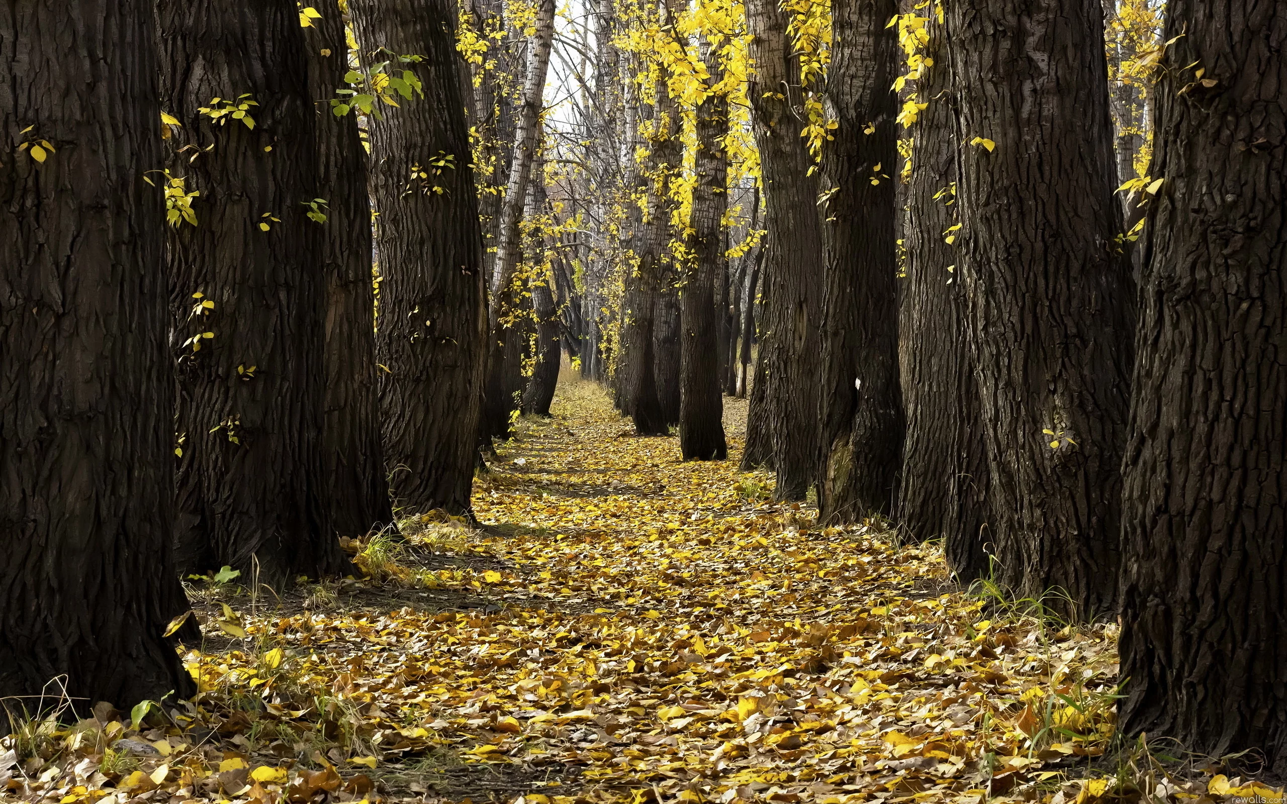 листья, деревья, осень, парк