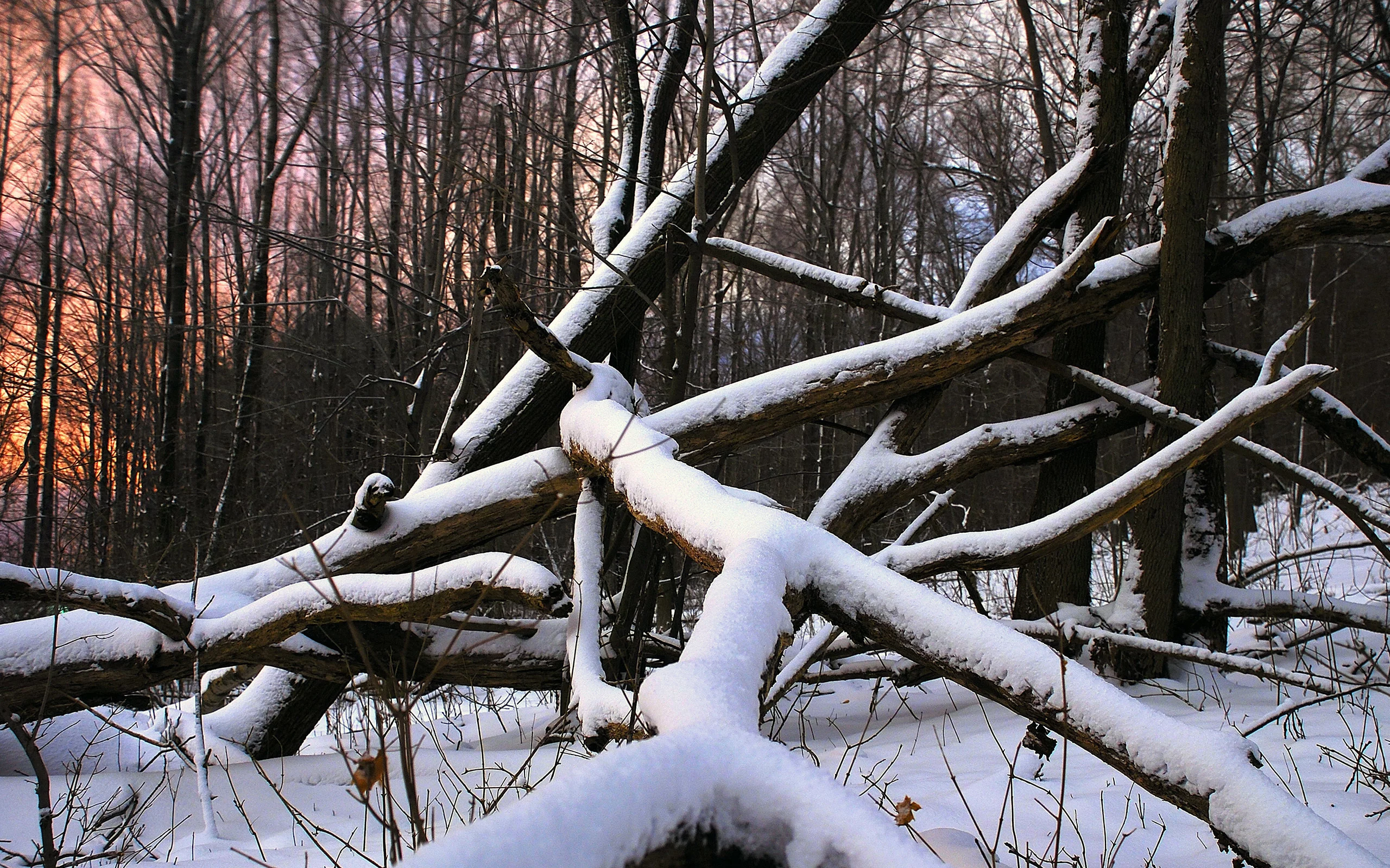 лес, дерево, снег