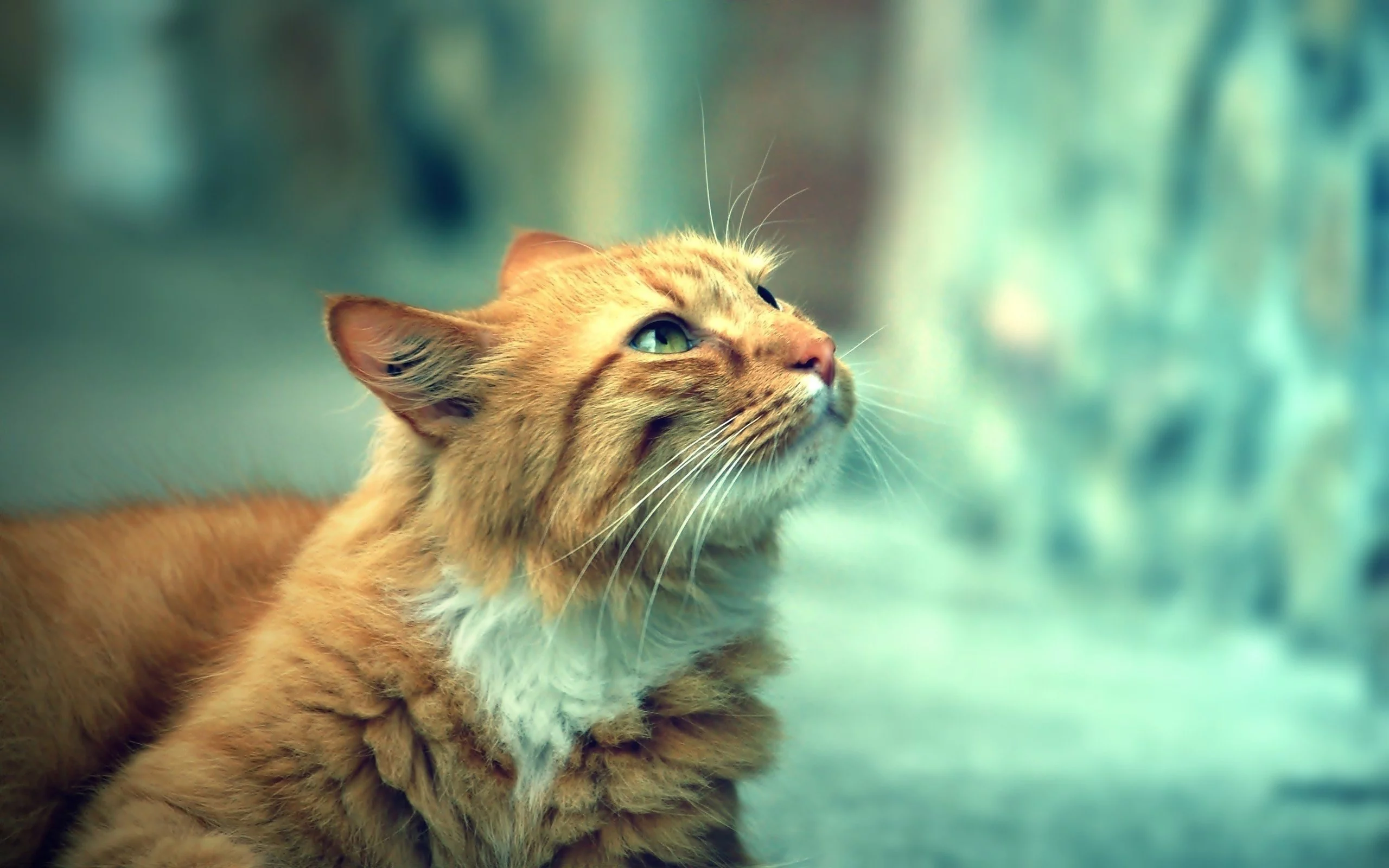 взгляд, кот, рыжий