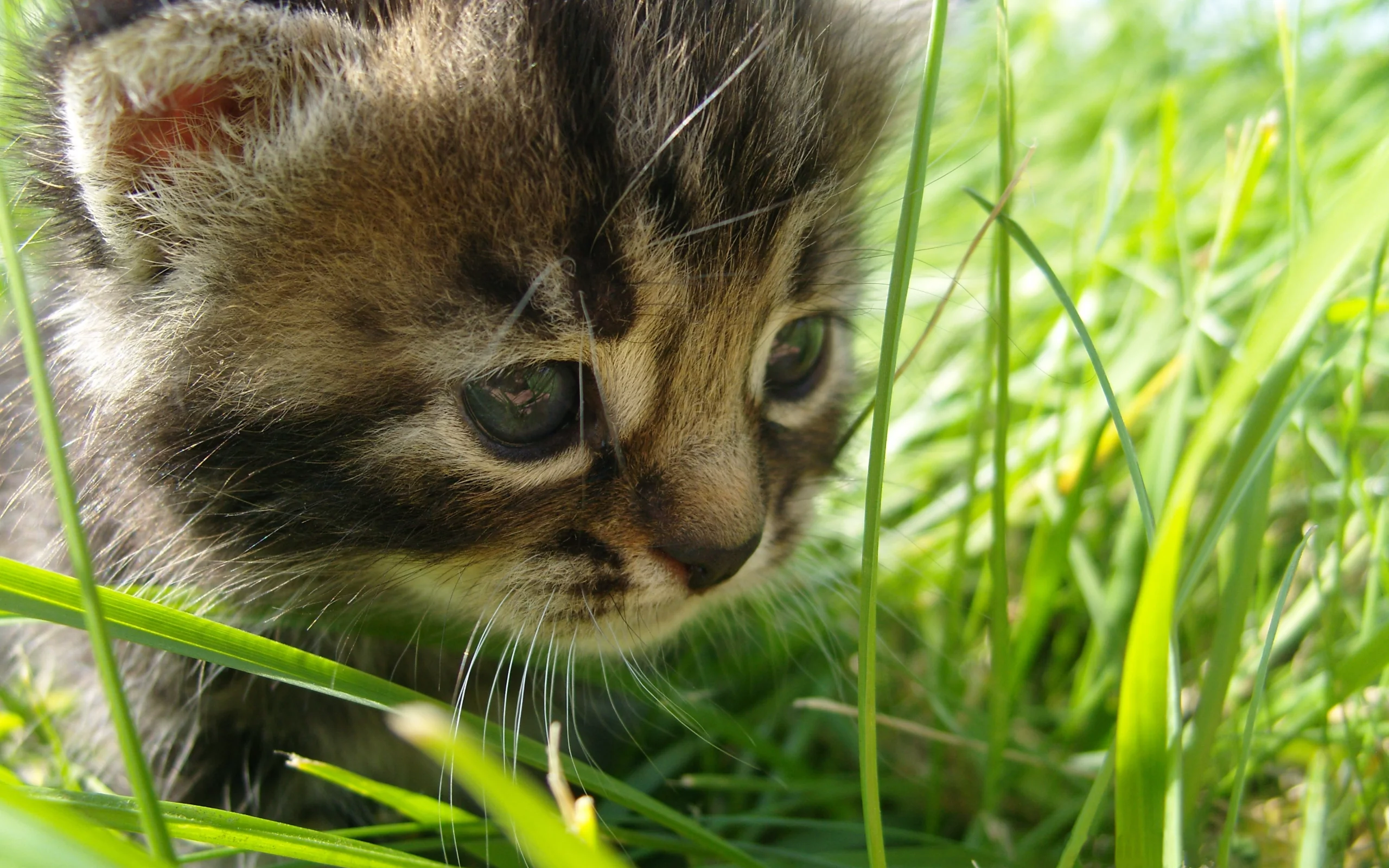 котёнок, лето, прогулка, прелесть, трава, природа