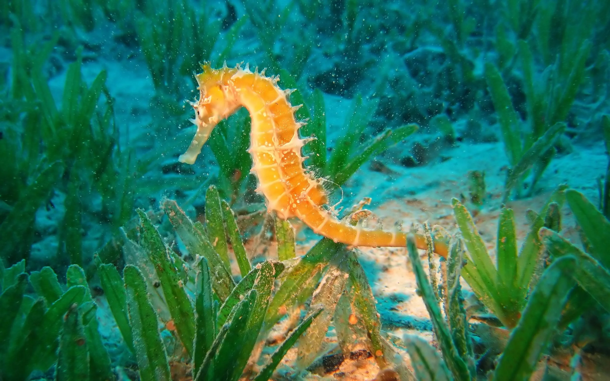 море, природа