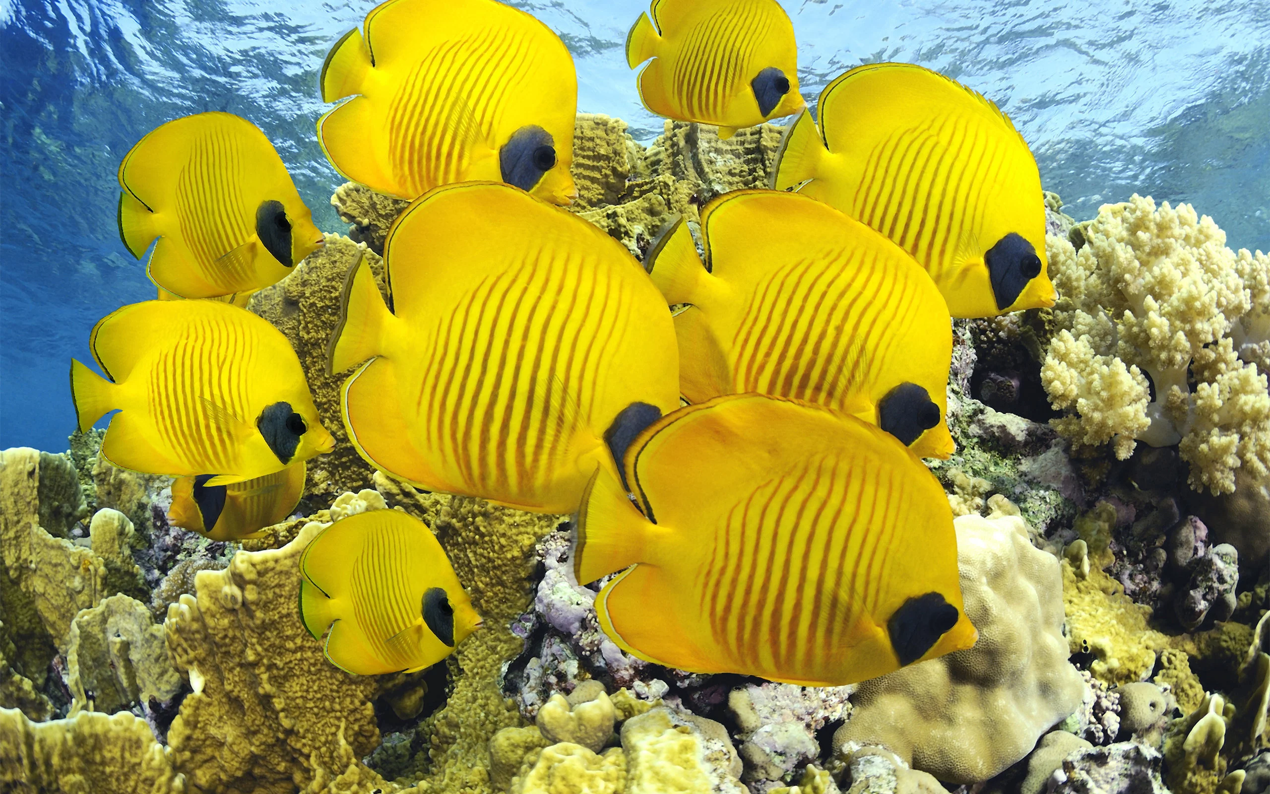 кораллы, море, рыбки, океан