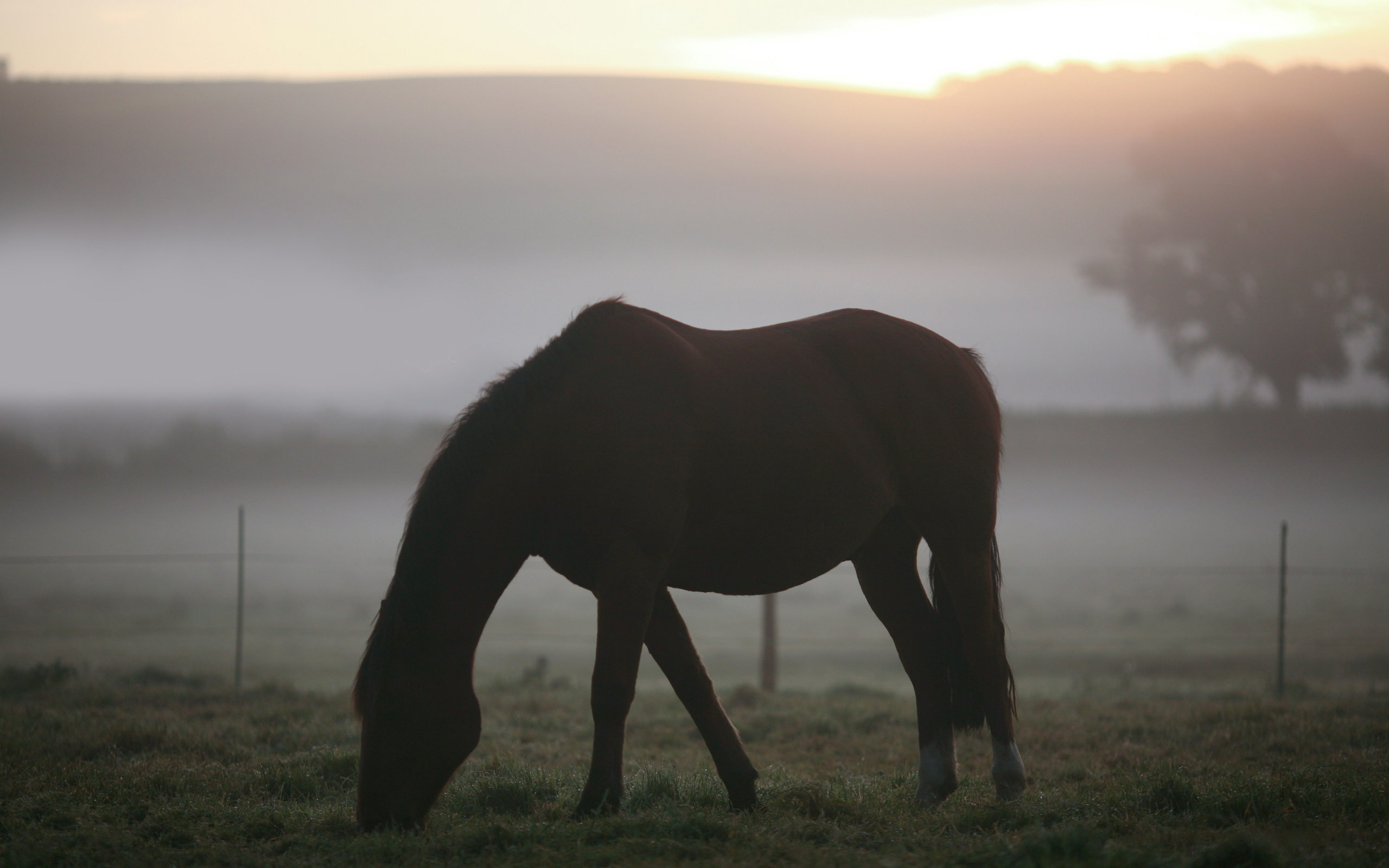 животные, кони, поле, трава, пейзажи, туман, лошади, утро, фото, пастбище