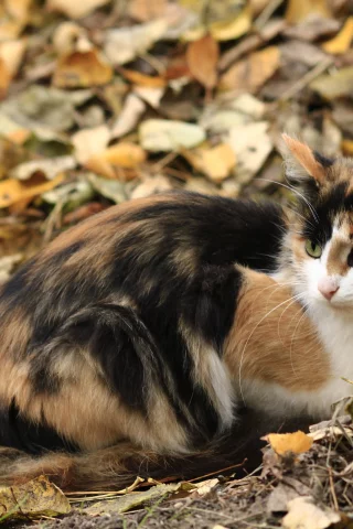 осень, кошка, листья, трехцветная