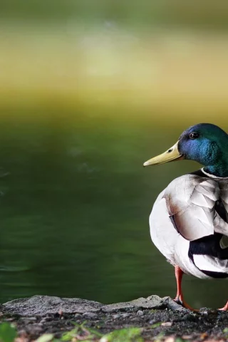 природа, утка, озеро