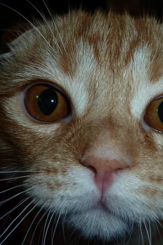 скотиш-фолд, мордочка, котенок