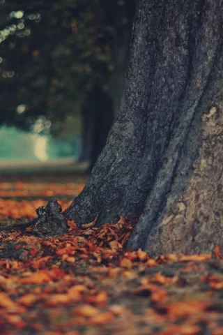 осень, ствол, листья, дерево