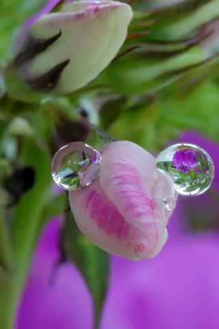 капли, цветы, природа