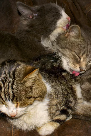 друзья, природа, кошки