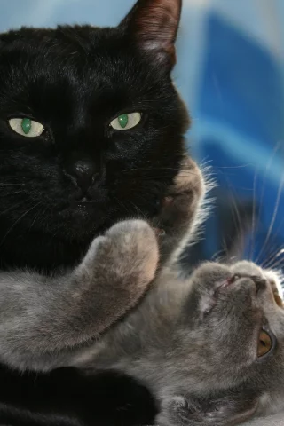 кот, кошка, черный