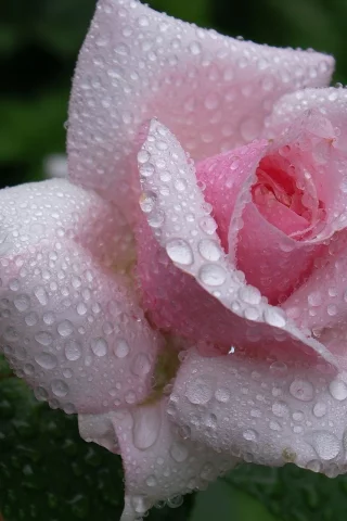красота, нежность, розовая, роза, flower, бутон, dew, waterdrops, капли, rose, цветок, лепестки, beautiful nature wallpapers, pink, роса