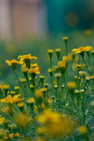 макро, природа, цветок