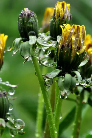 природа, капли, цветы