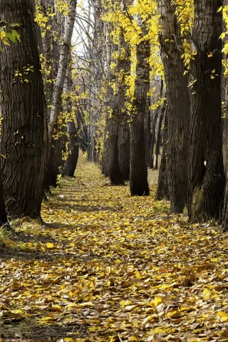 листья, деревья, осень, парк