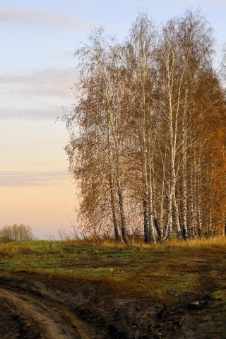 осень, поле, берёзы