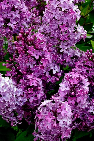 кусты, цветение, сирень