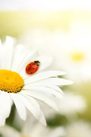 хищники )), белый, цветы, фото, природа, звери, макро, красный, животные