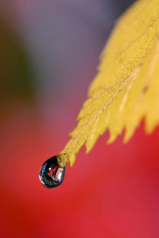 капля, лист, природа