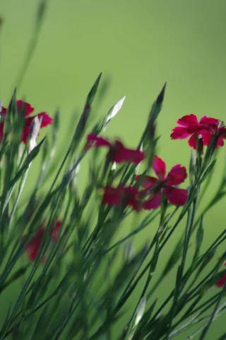 цветы, зелень, бутоны