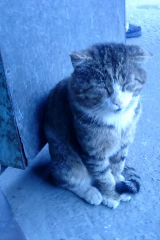усы, рыжий, кот, глаз