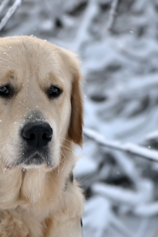 нос, пес, зима, природа, лес, порода, ретривер, собака, снежинки, морда, снег, голова, глаза