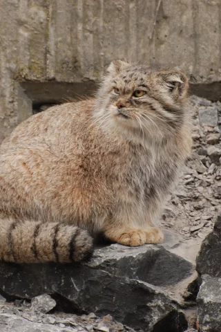 кот, манул, хищник