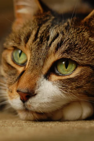 взгляд, кошка, лежит
