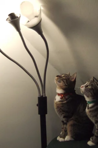 внимание, коты