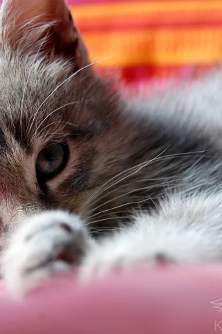 кошка, животное