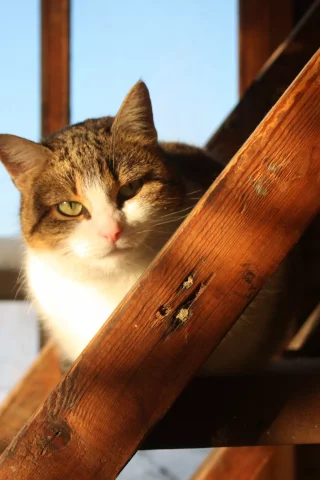 дом, деревня, кошка