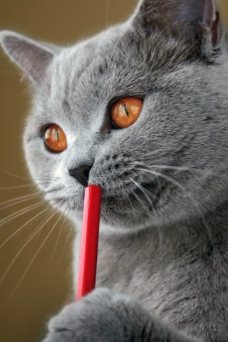 кот, британский, писатель