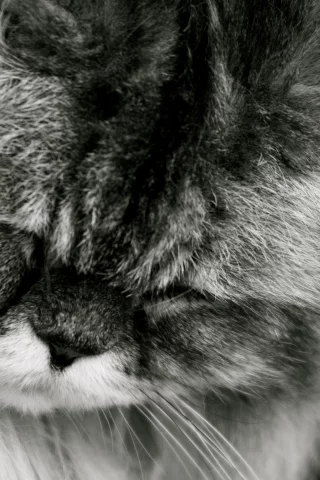 спит, кот, кошка