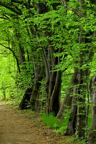 природа, деревья, лес