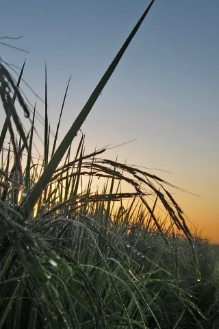 природа, капли, утро, поле, травы