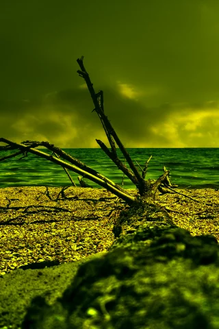 море, облака, дерево, песок, коряга, HDR, пляж, берег, резкость, лето