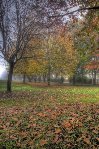 парк, природа, дерево, скамья