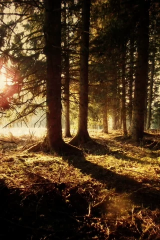 magic, forest, coniferous