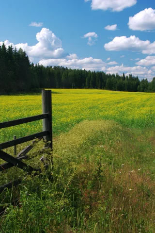 небо, луг, цветы, лес, облака
